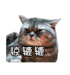 猫も昆明方言（個別スタンプ：2）
