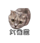 猫も昆明方言（個別スタンプ：3）