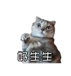 猫も昆明方言（個別スタンプ：4）