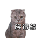 猫も昆明方言（個別スタンプ：5）