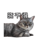 猫も昆明方言（個別スタンプ：6）