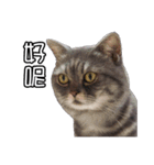 猫も昆明方言（個別スタンプ：7）