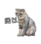 猫も昆明方言（個別スタンプ：8）
