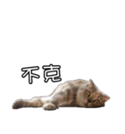 猫も昆明方言（個別スタンプ：10）