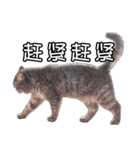 猫も昆明方言（個別スタンプ：11）