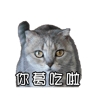 猫も昆明方言（個別スタンプ：12）