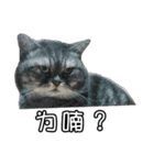 猫も昆明方言（個別スタンプ：13）