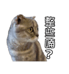 猫も昆明方言（個別スタンプ：14）