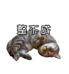 猫も昆明方言（個別スタンプ：15）