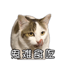 猫も昆明方言（個別スタンプ：16）