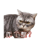 猫も昆明方言（個別スタンプ：17）