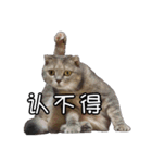 猫も昆明方言（個別スタンプ：18）