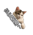 猫も昆明方言（個別スタンプ：19）