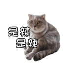 猫も昆明方言（個別スタンプ：20）