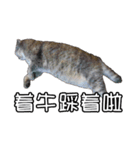 猫も昆明方言（個別スタンプ：21）