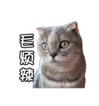 猫も昆明方言（個別スタンプ：22）