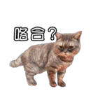 猫も昆明方言（個別スタンプ：23）
