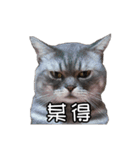 猫も昆明方言（個別スタンプ：24）