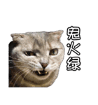猫も昆明方言（個別スタンプ：25）