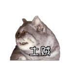 猫も昆明方言（個別スタンプ：27）