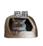 猫も昆明方言（個別スタンプ：28）