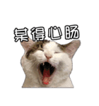 猫も昆明方言（個別スタンプ：29）