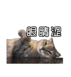 猫も昆明方言（個別スタンプ：30）
