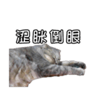 猫も昆明方言（個別スタンプ：31）