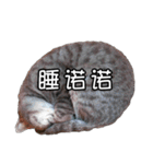 猫も昆明方言（個別スタンプ：32）