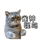 猫も昆明方言（個別スタンプ：33）