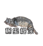 猫も昆明方言（個別スタンプ：34）
