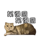 猫も昆明方言（個別スタンプ：36）