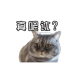猫も昆明方言（個別スタンプ：37）
