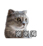 猫も昆明方言（個別スタンプ：38）