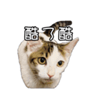 猫も昆明方言（個別スタンプ：39）