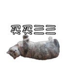 猫も昆明方言（個別スタンプ：40）