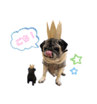 PUG♡♡♡（個別スタンプ：1）