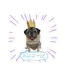 PUG♡♡♡（個別スタンプ：2）