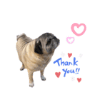 PUG♡♡♡（個別スタンプ：3）