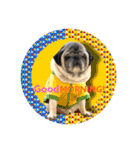 PUG♡♡♡（個別スタンプ：7）