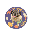 PUG♡♡♡（個別スタンプ：11）