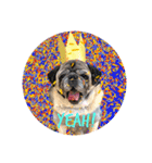 PUG♡♡♡（個別スタンプ：12）