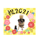 PUG♡♡♡（個別スタンプ：16）