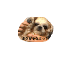 日々まるちゃん29（個別スタンプ：1）