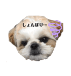日々まるちゃん29（個別スタンプ：3）