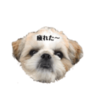 日々まるちゃん29（個別スタンプ：5）