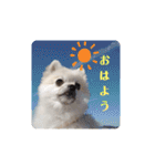 てんのもふもふぽめスタンプ（個別スタンプ：1）