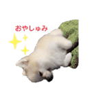 てんのもふもふぽめスタンプ（個別スタンプ：2）