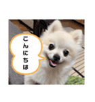 てんのもふもふぽめスタンプ（個別スタンプ：3）