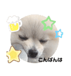 てんのもふもふぽめスタンプ（個別スタンプ：4）